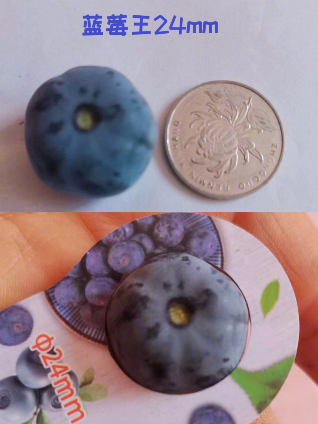 王蓝莓原型图片