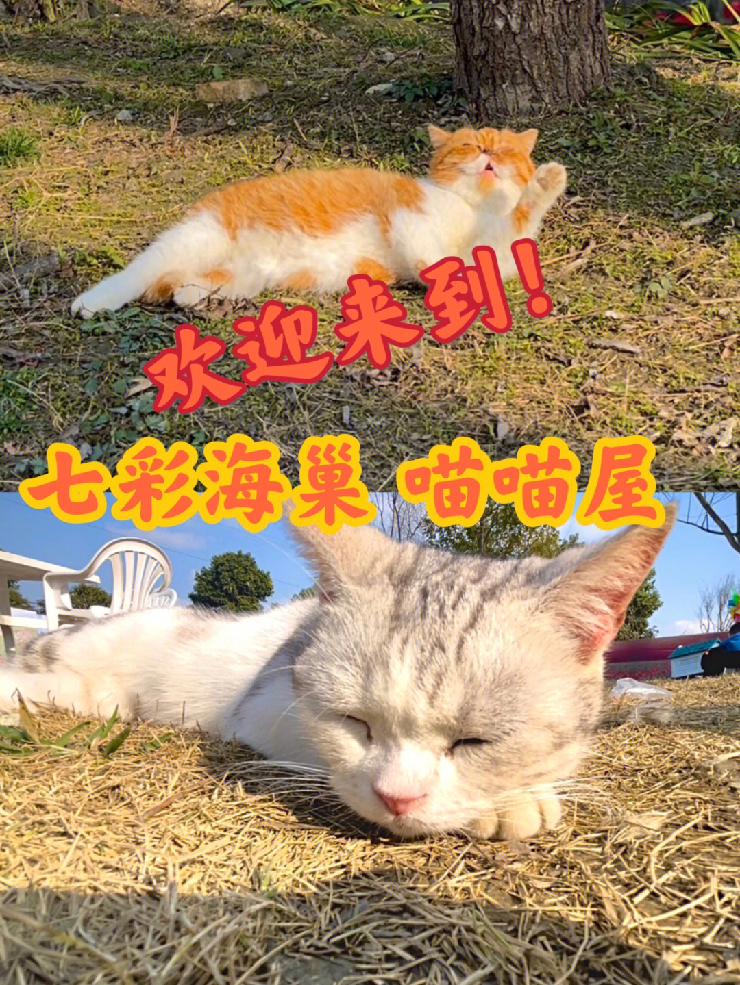 欢迎来到猫咪乐园图片