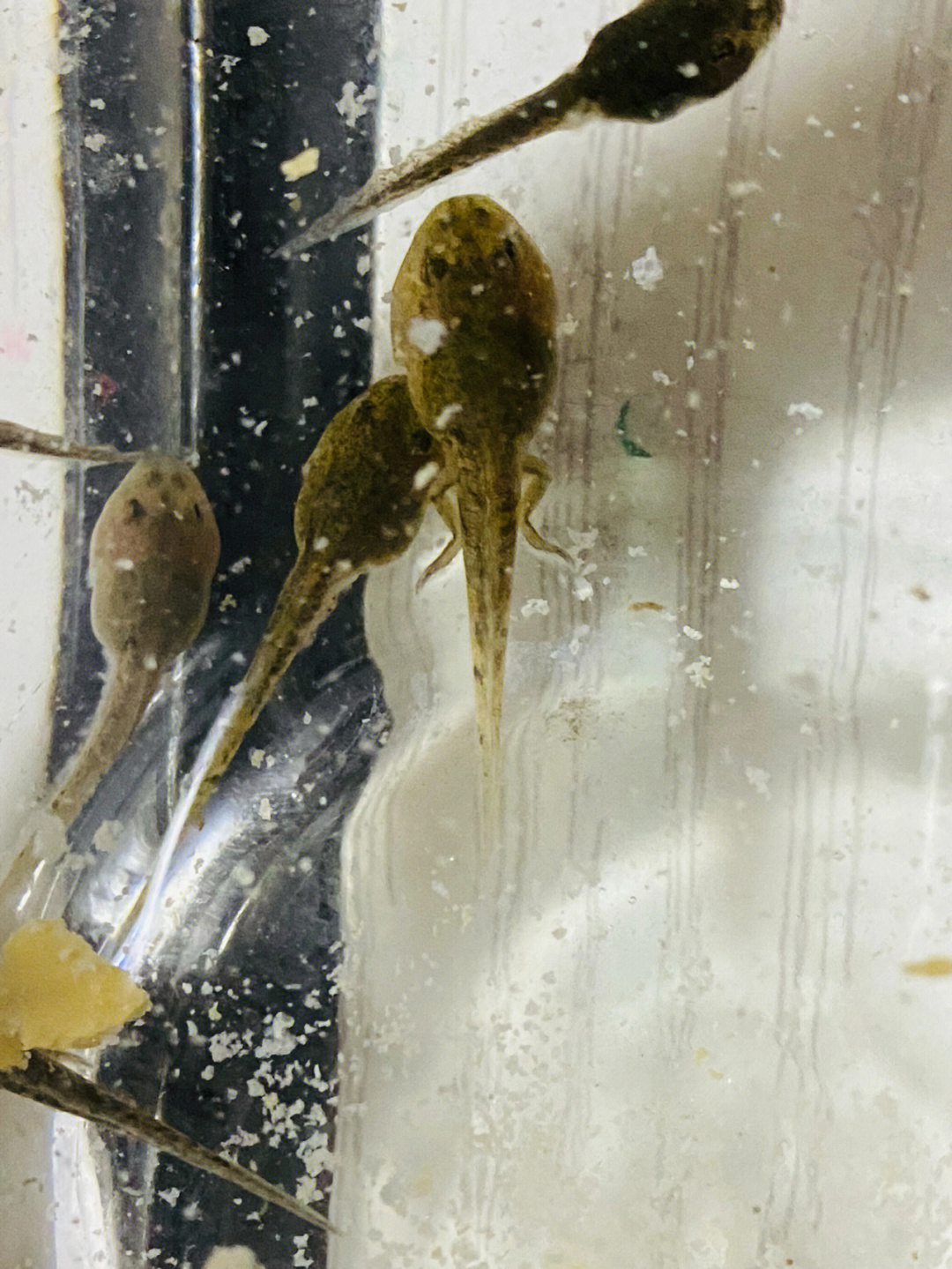 虎纹蛙蝌蚪图片