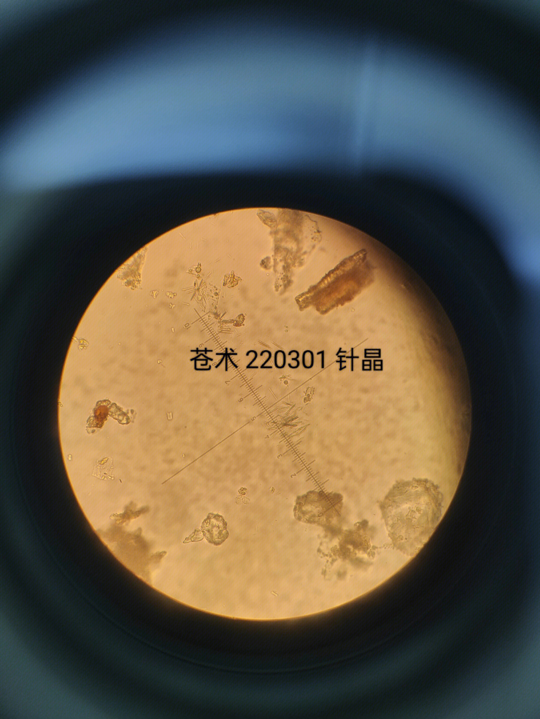 麻黄粉末显微特征图图片