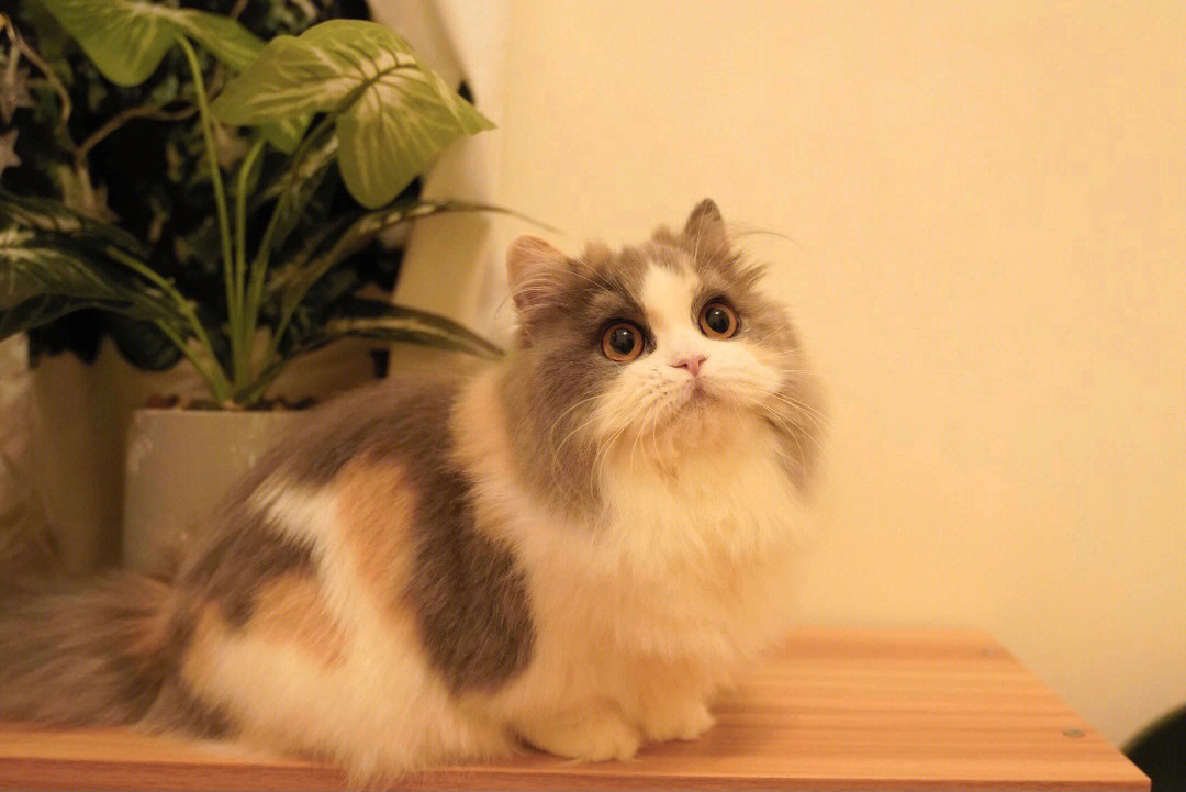 拿破仑猫多少钱一只图片