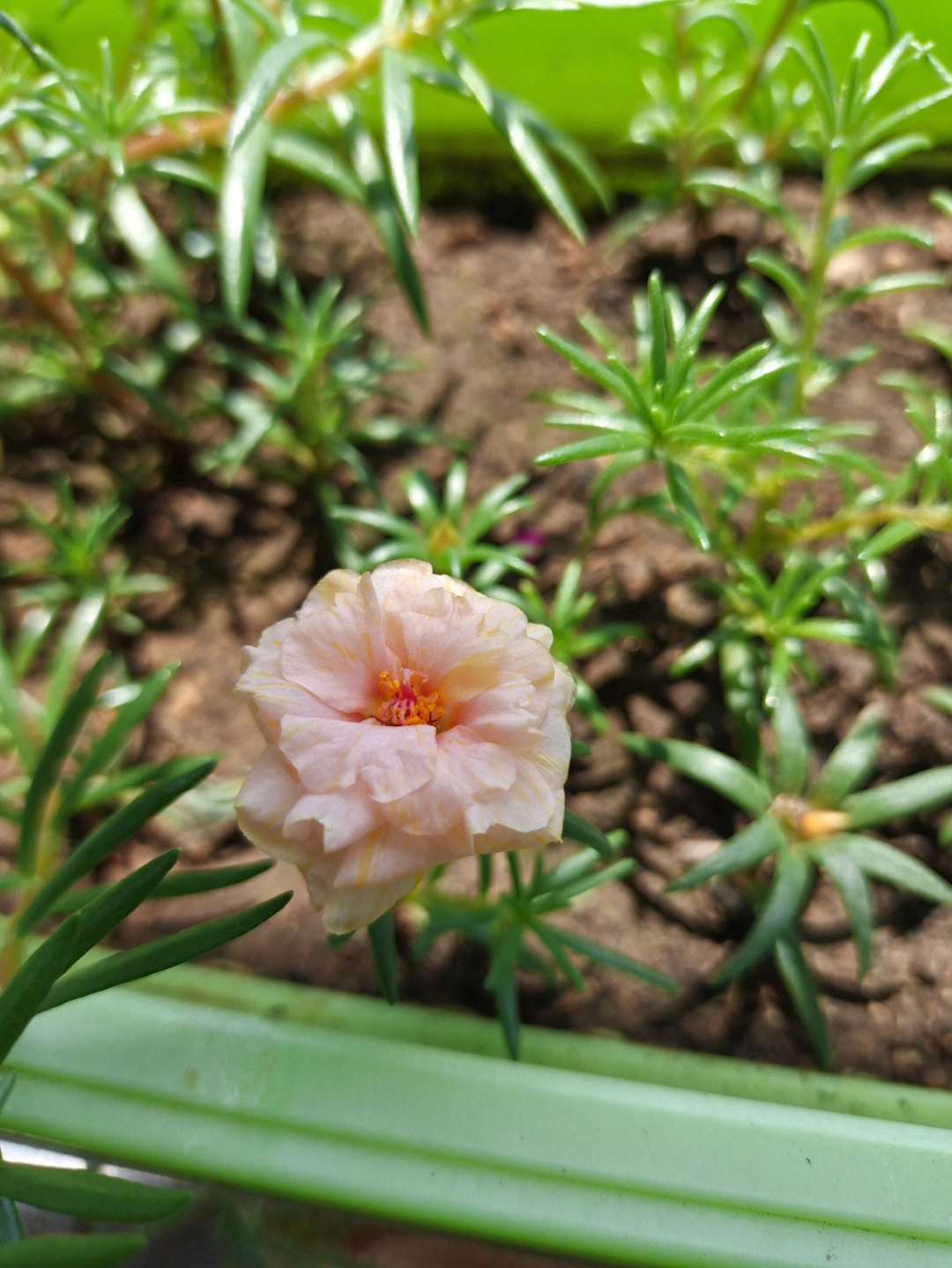 太阳花什么时候播种图片