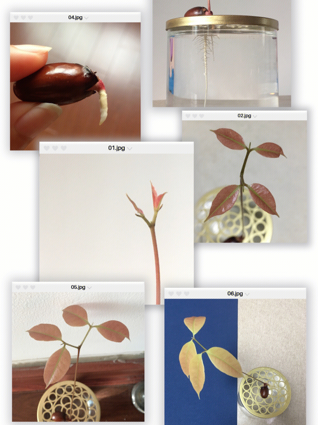 荔枝种子结构图片