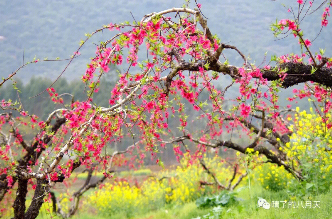 钟山鹰嘴桃花