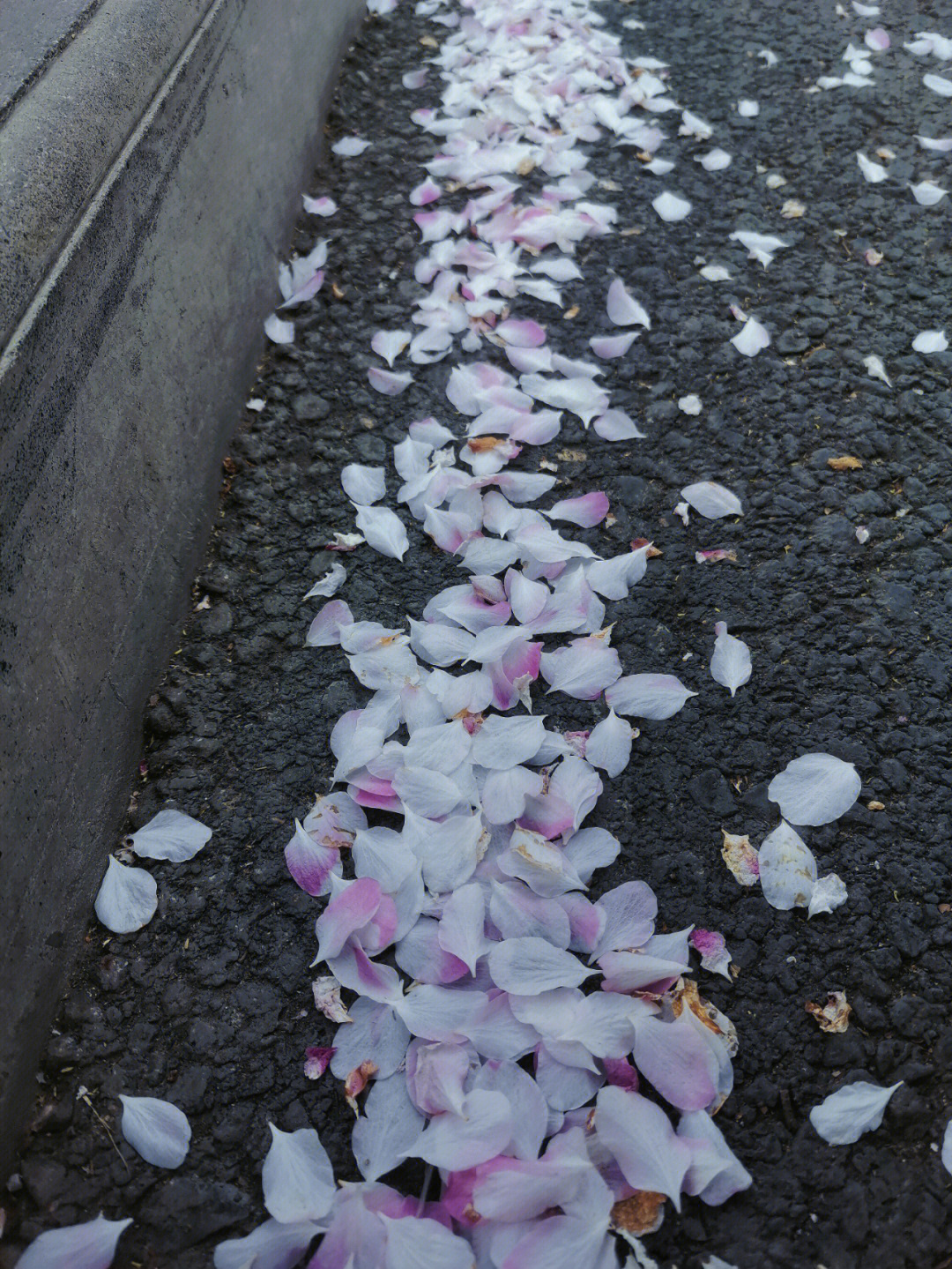 心情日记"缘来缘去总会散,花开花败芄归尘.