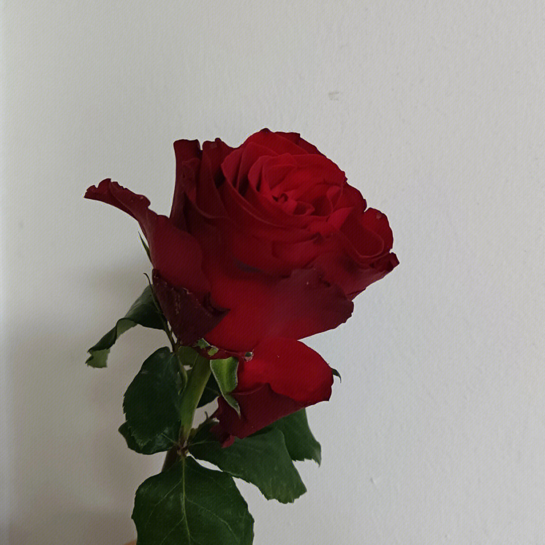 罗斯玫瑰花瓣图片