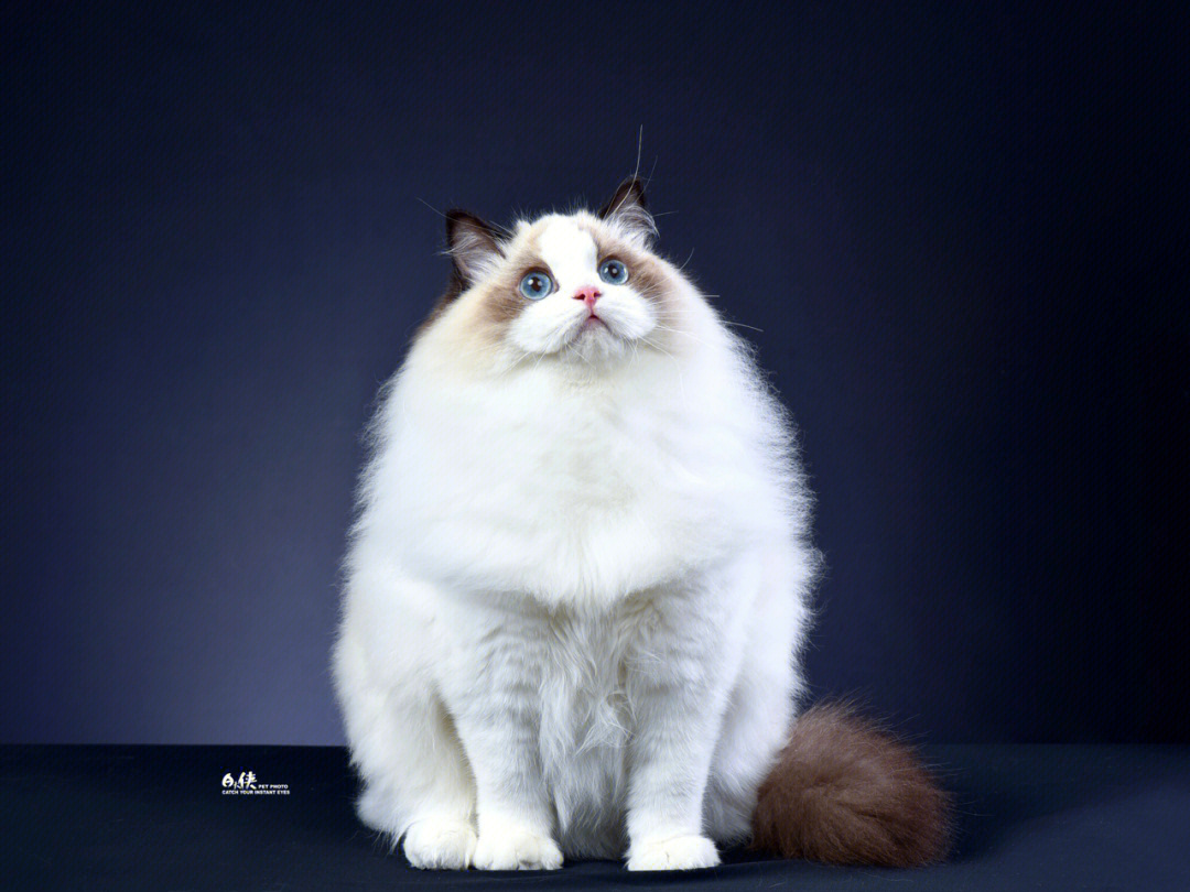 赛级布偶猫照片冠军图片