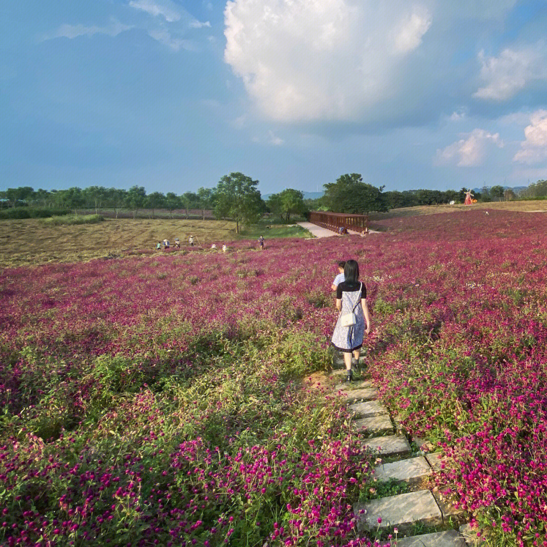 北部湾花卉小镇图片