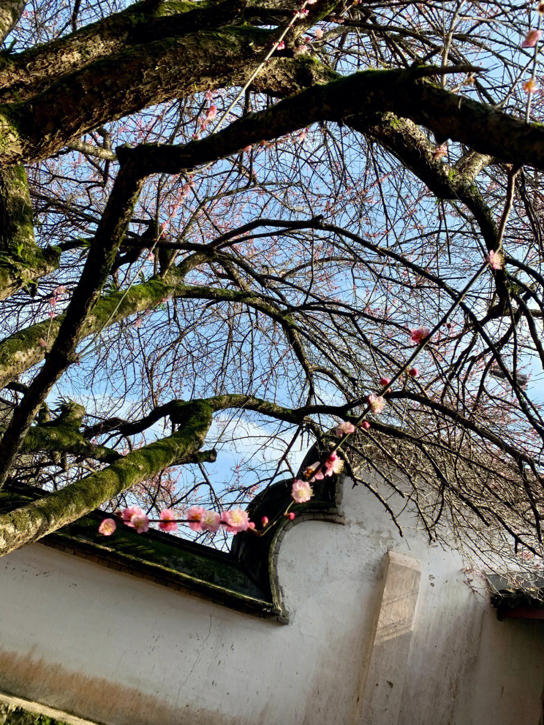 福州林阳寺梅花花期图片