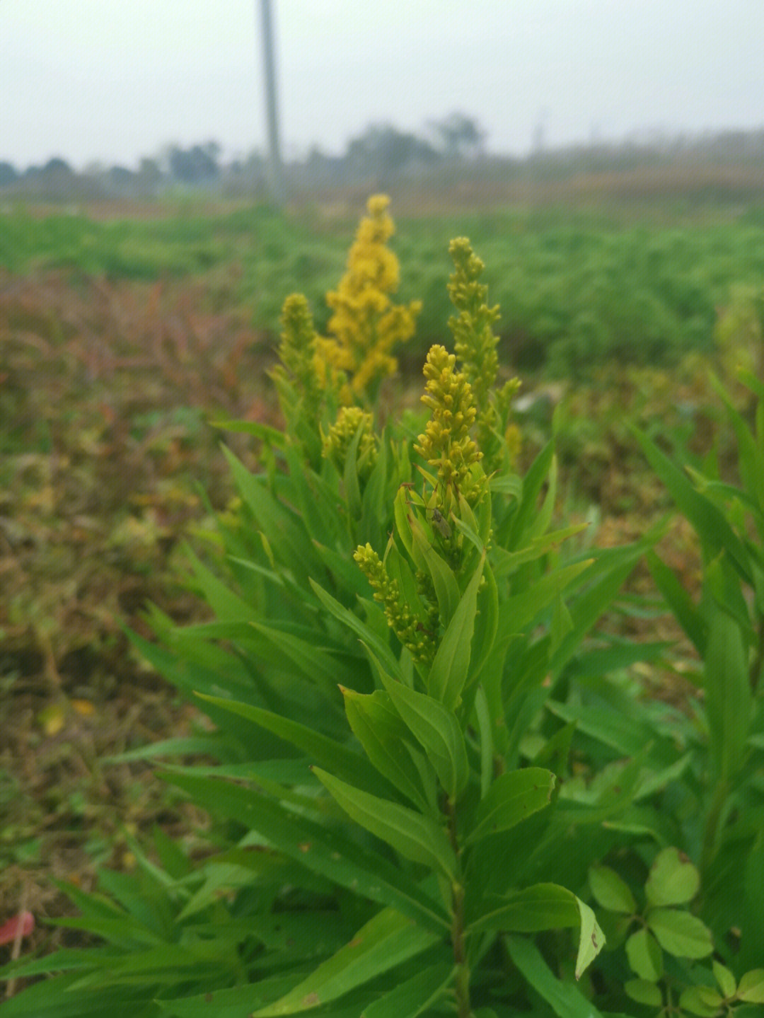 加拿大一枝黄花