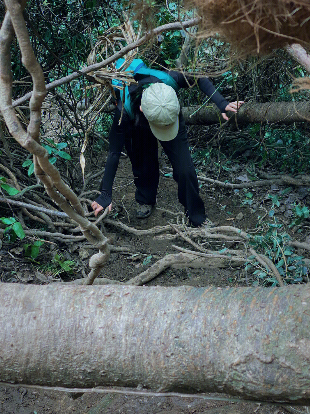 梯后 接下来就是爬山走山脊下山无限循环中间很多岔路口 注意留意树上