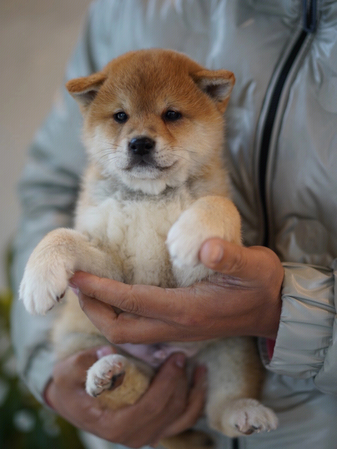 柴犬小宝的照片顺序图片