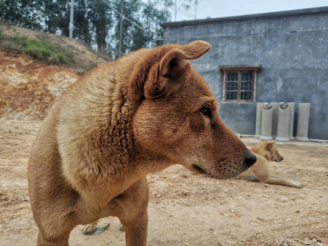 帅气又忠诚的中华田园犬