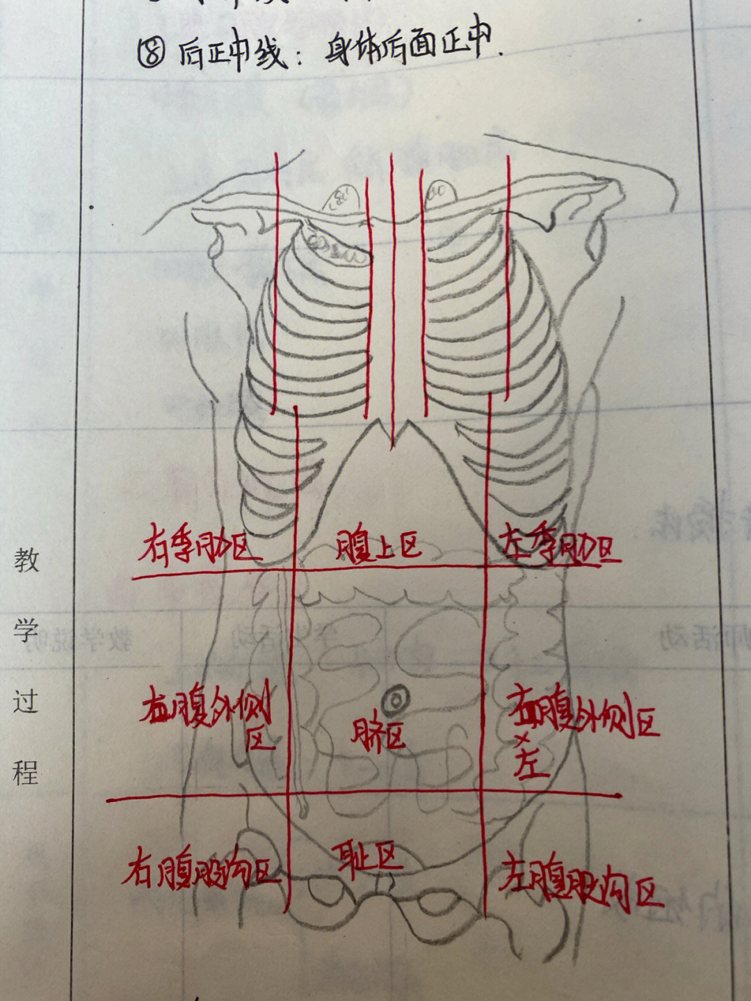 脾脏测量三条线示意图图片