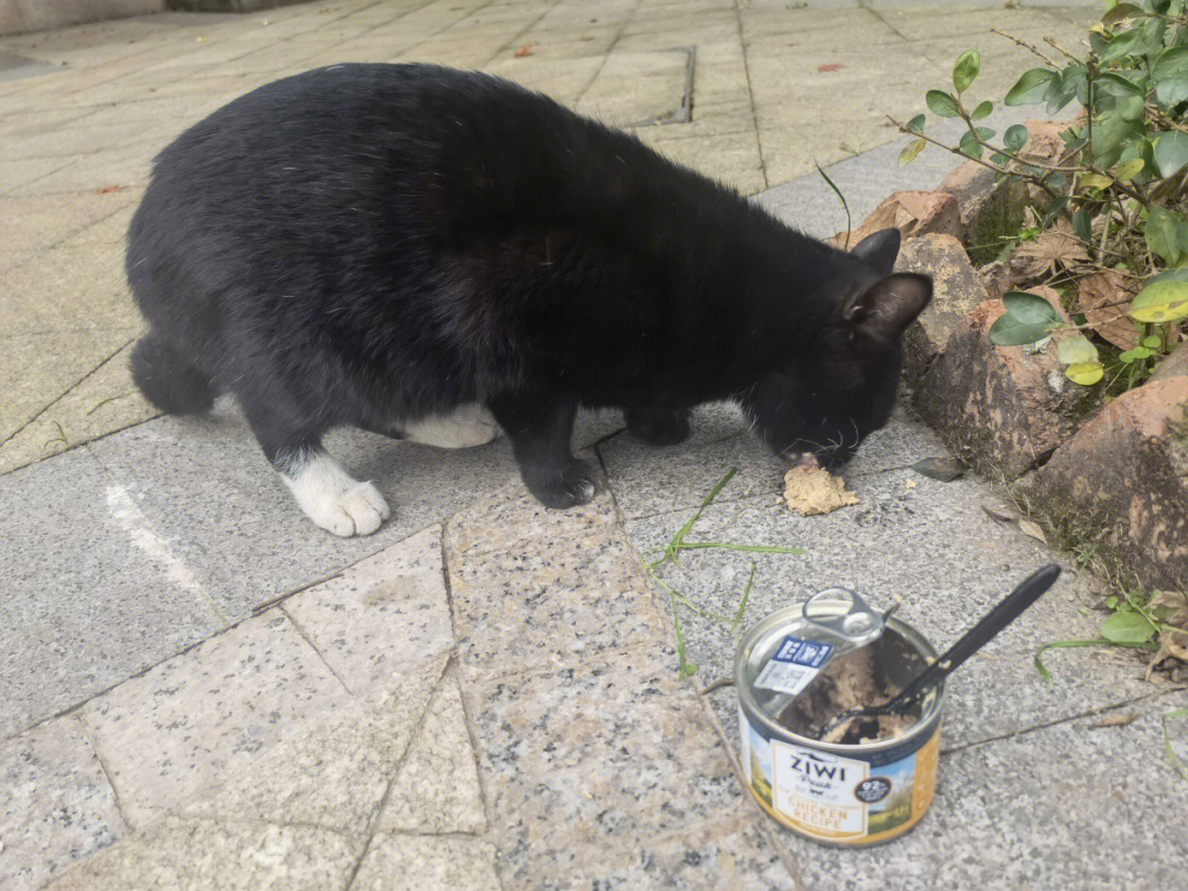 小区里的流浪猫和狗勾