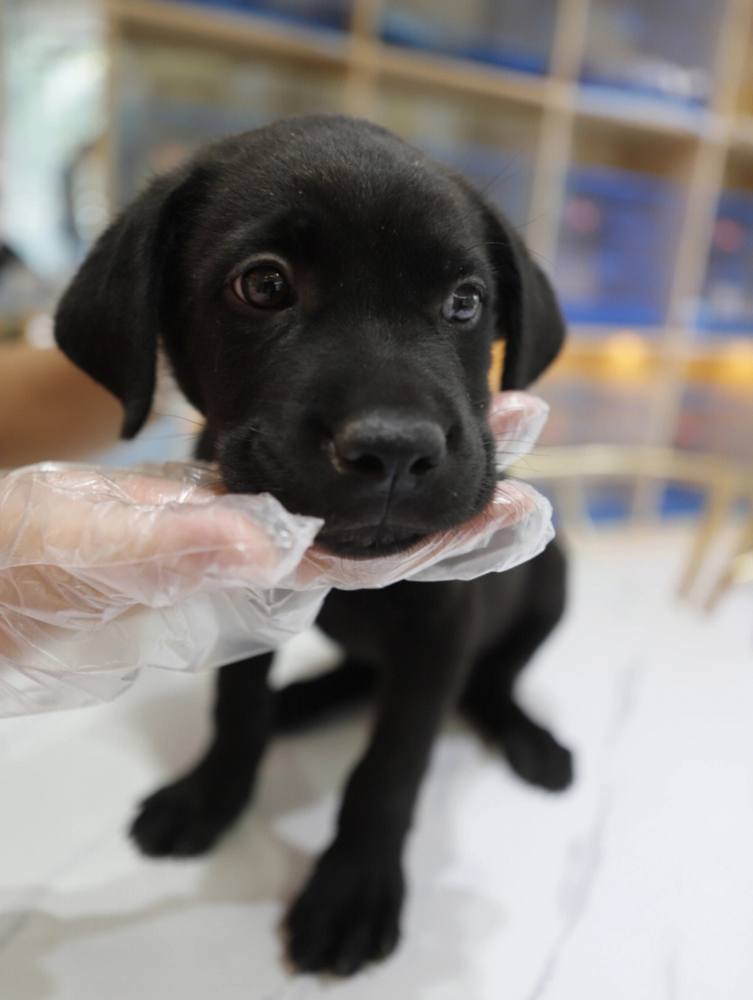 黑色拉布拉多犬的缺点图片