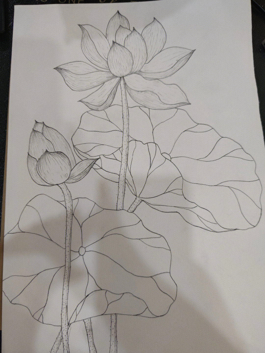 夏日荷花线描画