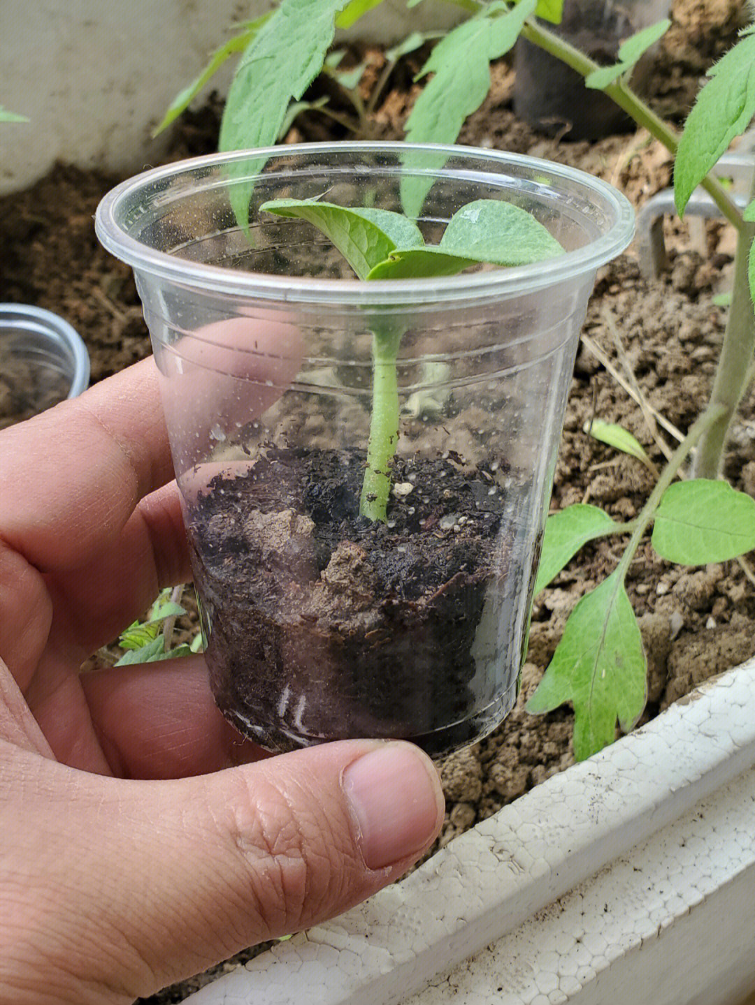 四天前育的贝贝南瓜种子,昨天都发芽了