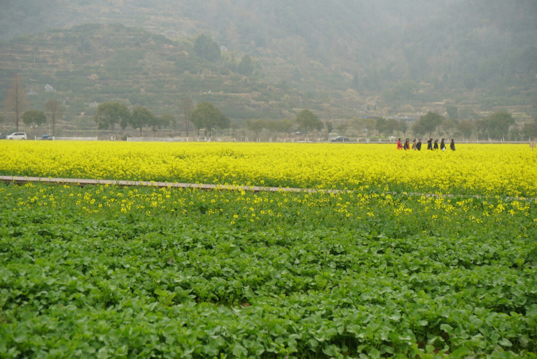 桃江十三渚油菜花地址图片