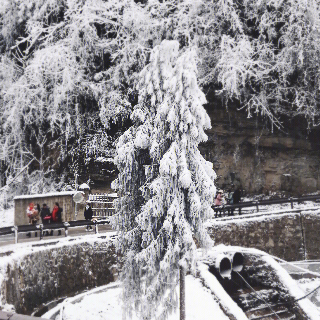 罗汉林下雪图片图片