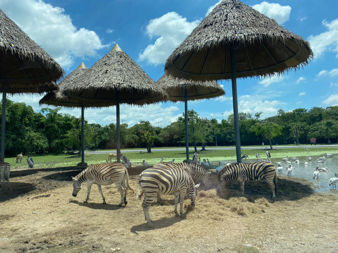 泰加野生动物园图片
