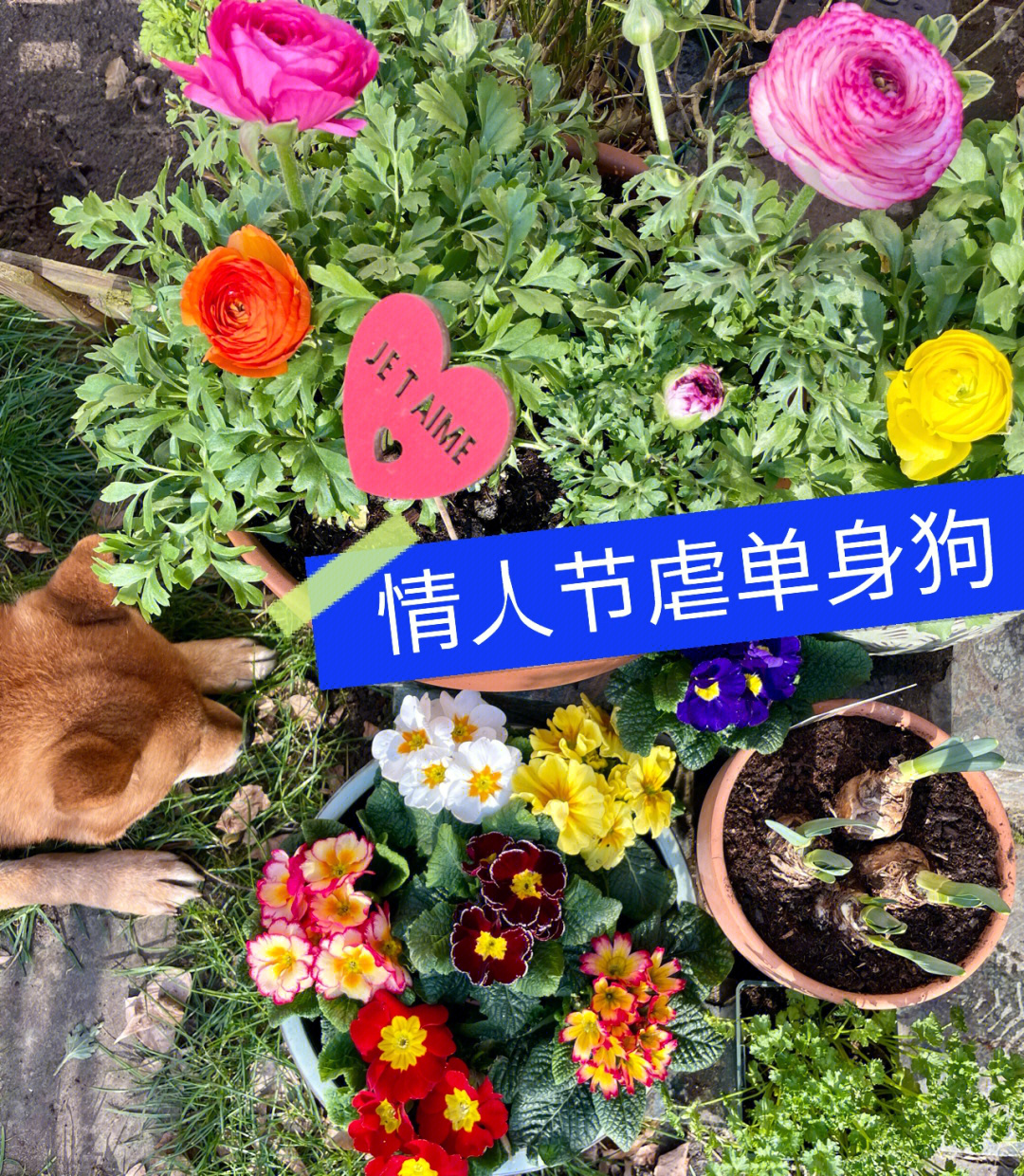 情人节搞笑鲜花图片图片