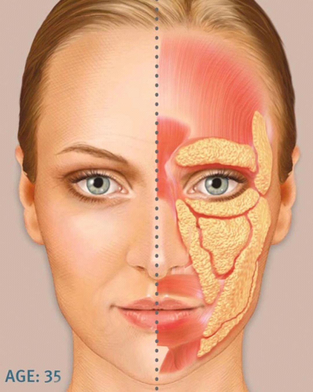 面部骨骼衰老的过程图图片