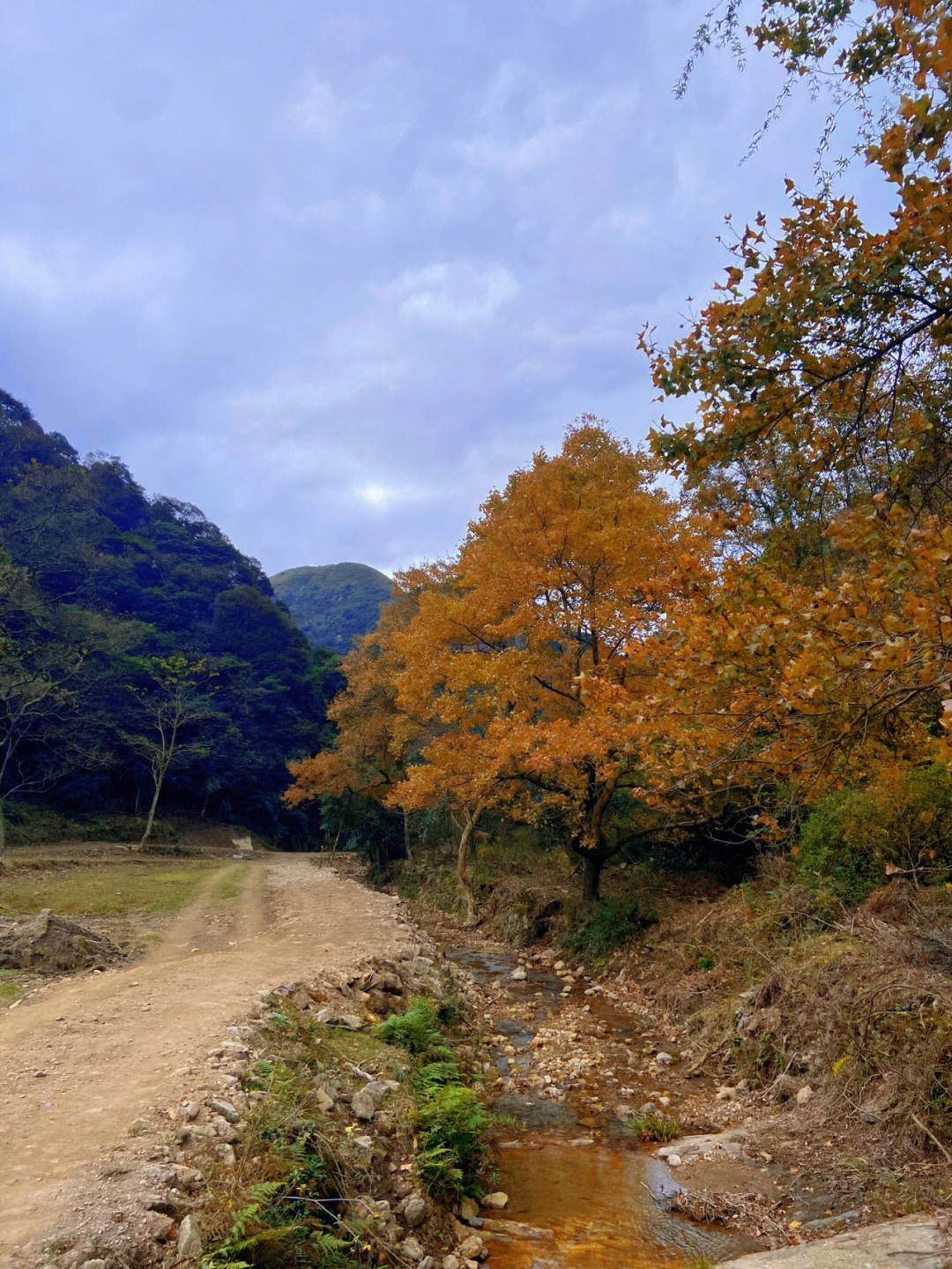 福清大化山枫叶林