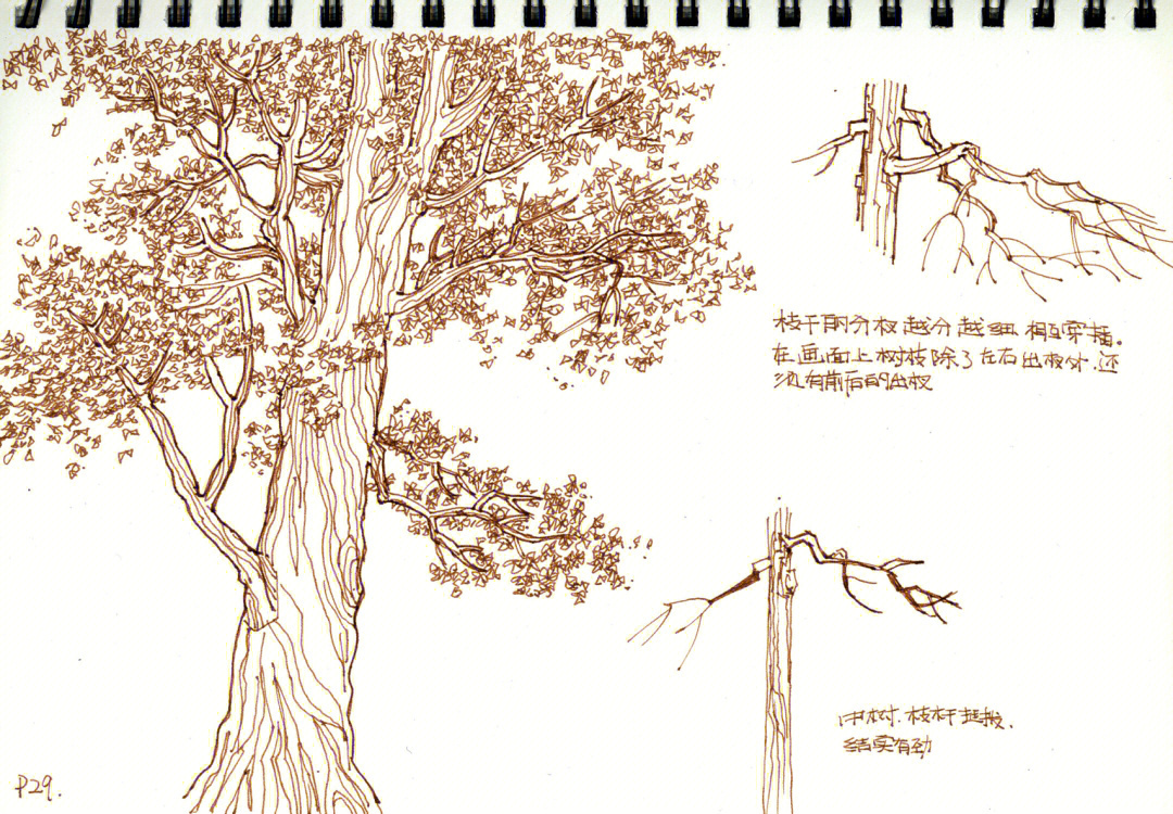汤向钢笔画大树图片
