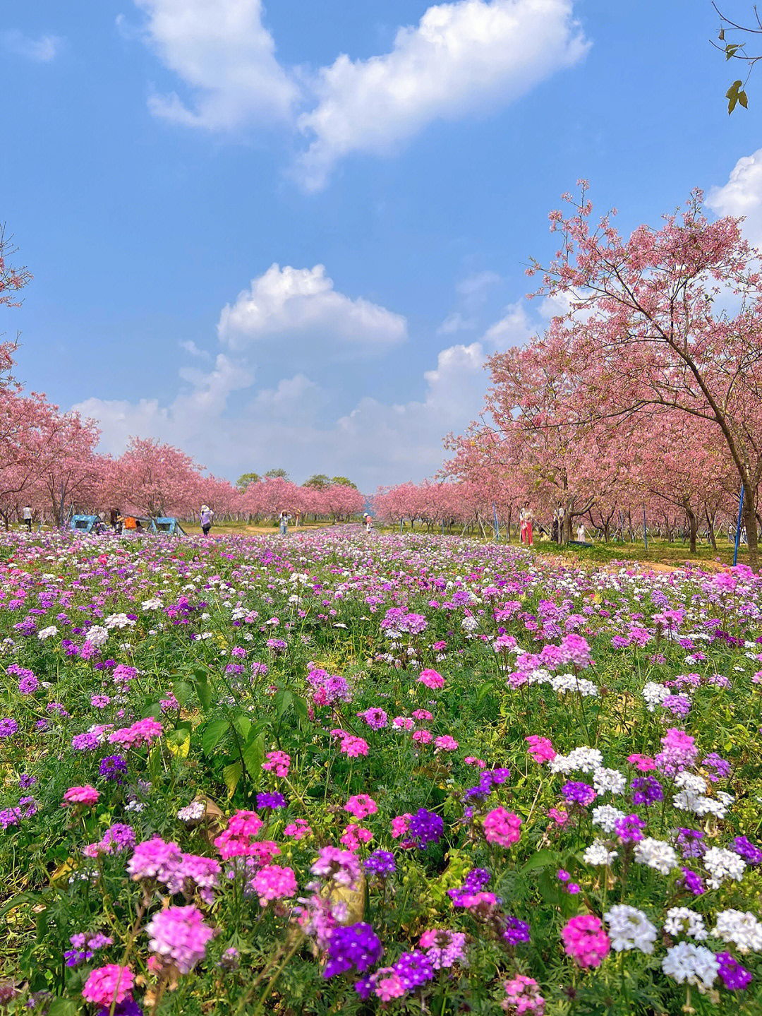 珠江公园樱花图片