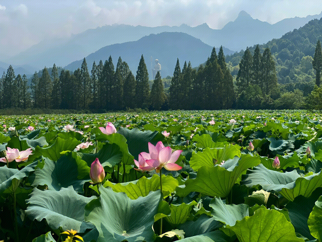 浙江莲花镇图片