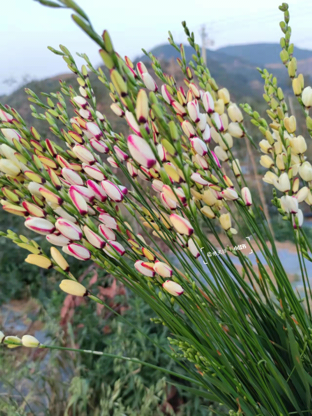 玉米百合花束图片