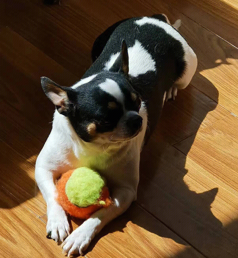 太原市杏花岭区寻找黑白相间吉娃娃犬