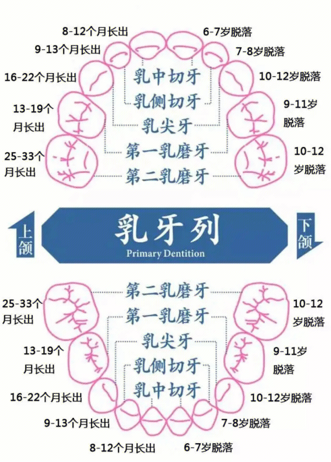 所有牙齿都会换吗图片