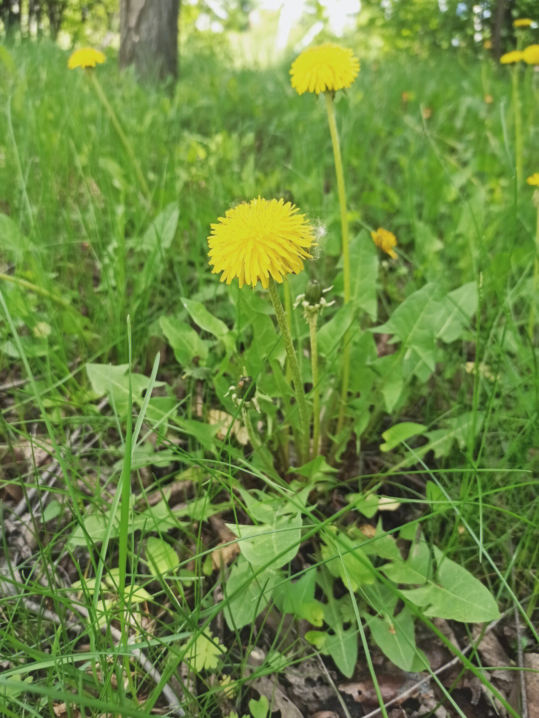 蒲公英的花像什么图片