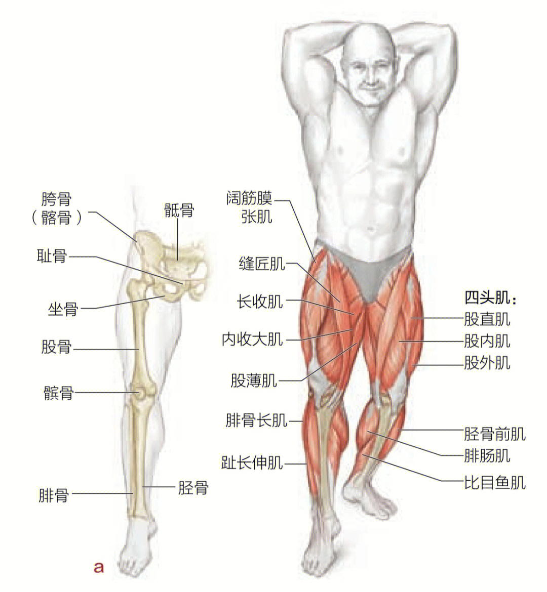 股四头肌作为人体大腿肌肉的一部分,其位于大腿肌肉前面,是人体肌肉