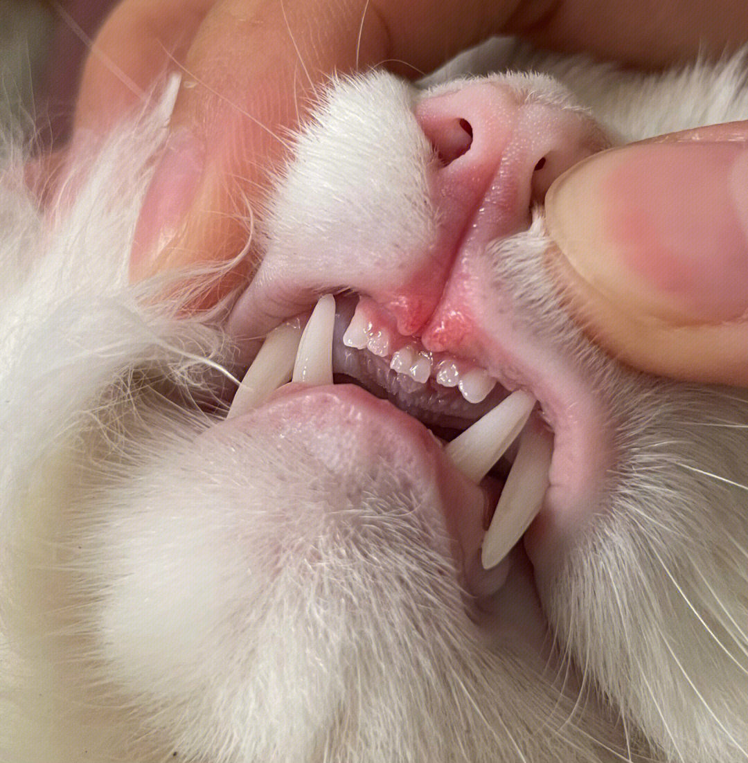 一岁猫咪的牙齿图片