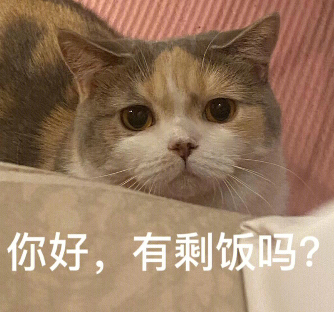 猫咪日常#可爱#宠物#我家宠物好可爱#我最爱的表情包