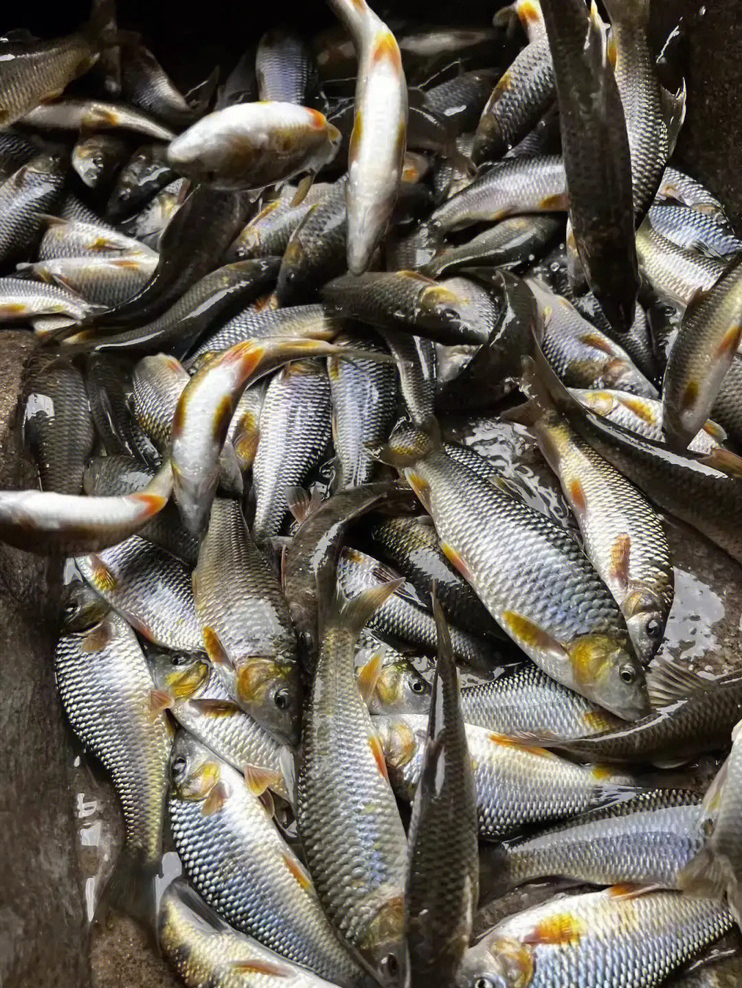 野生鱼