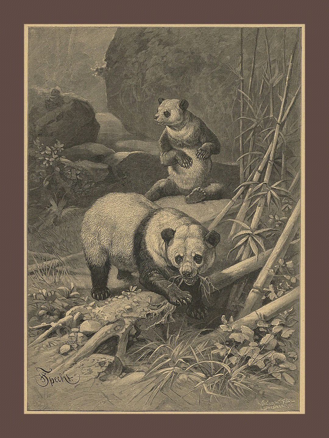 19世纪末的熊猫动物图鉴版画