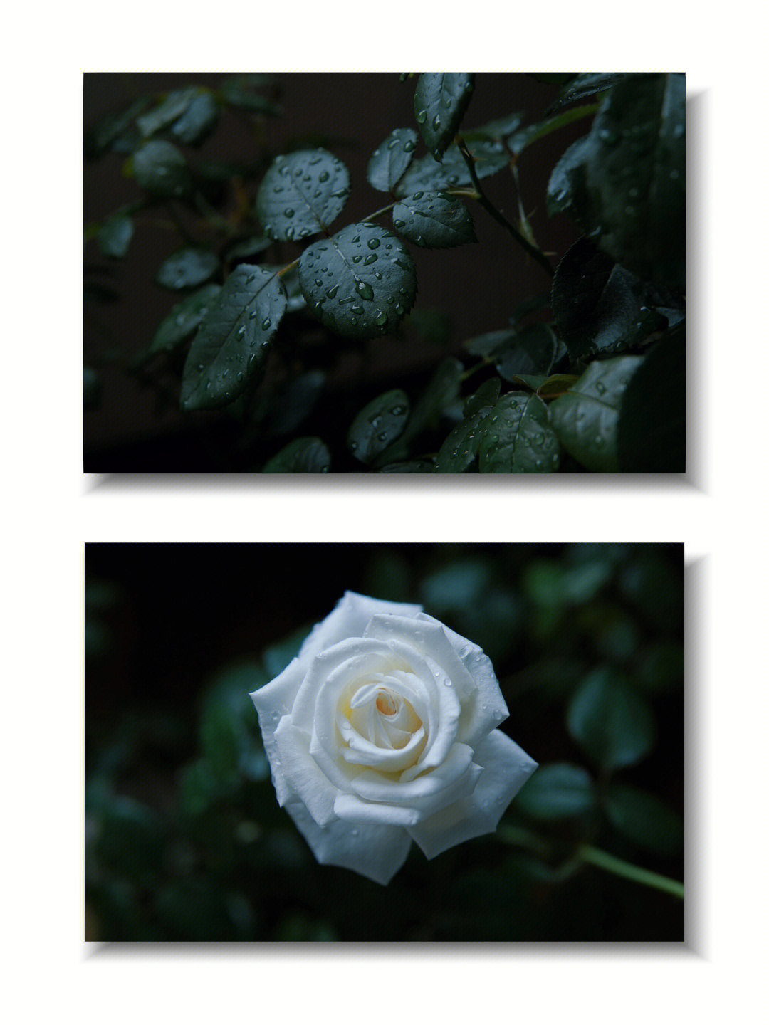 一朵小白花圣女小德兰图片