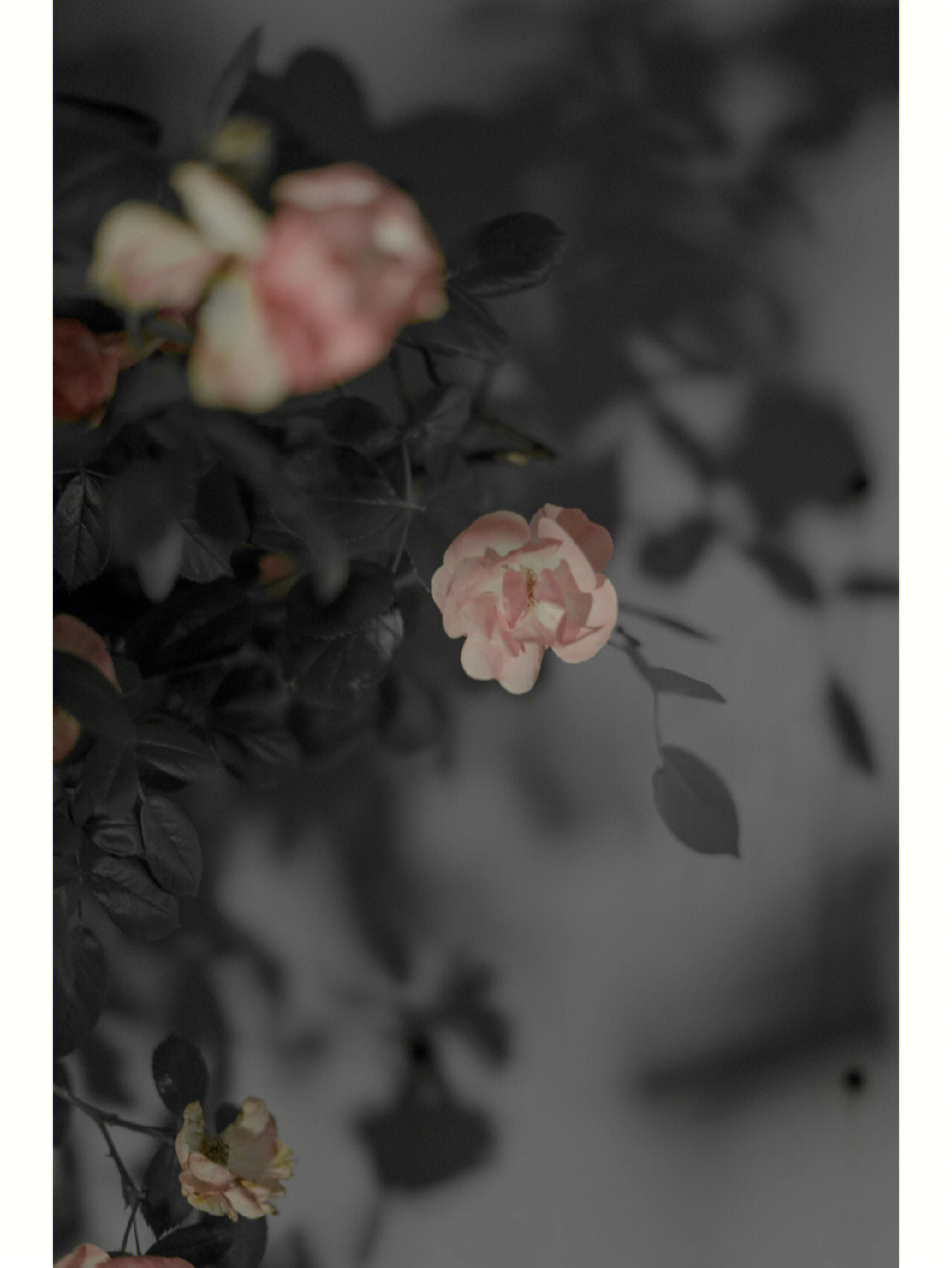 小蔷薇实体书图片