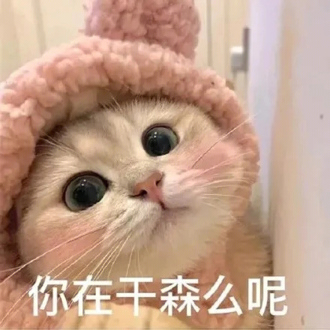 猫咪早上好表情包图片