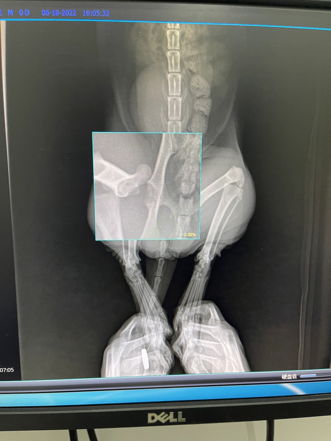 加菲猫股骨脱位移除手术