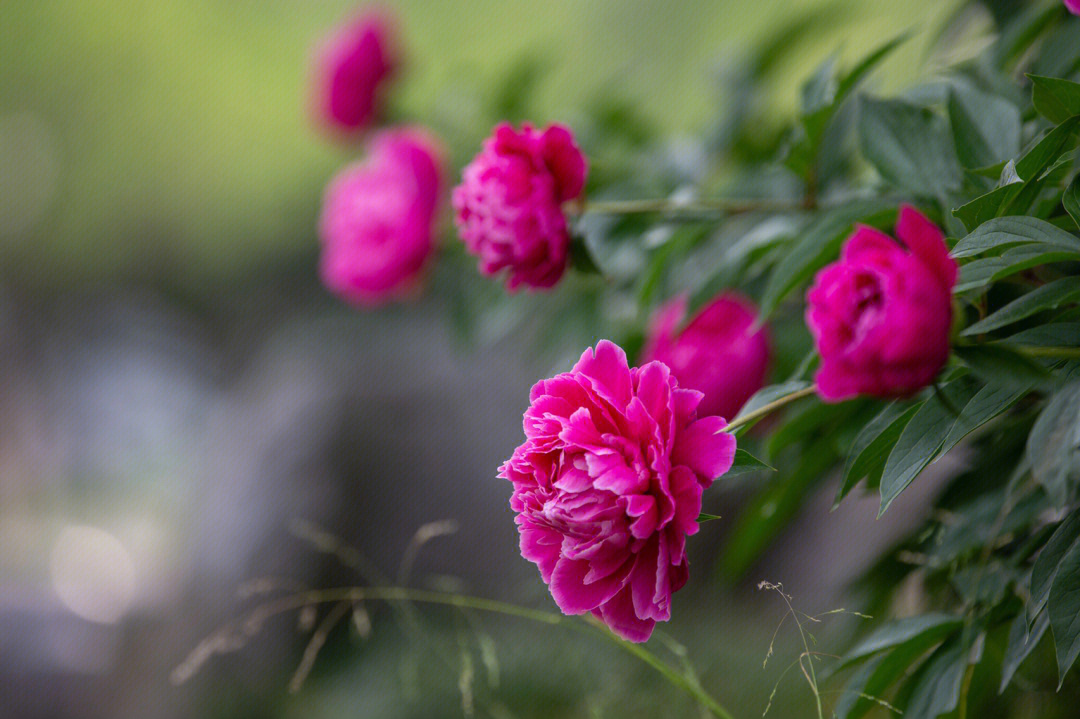 仪征市市花图片