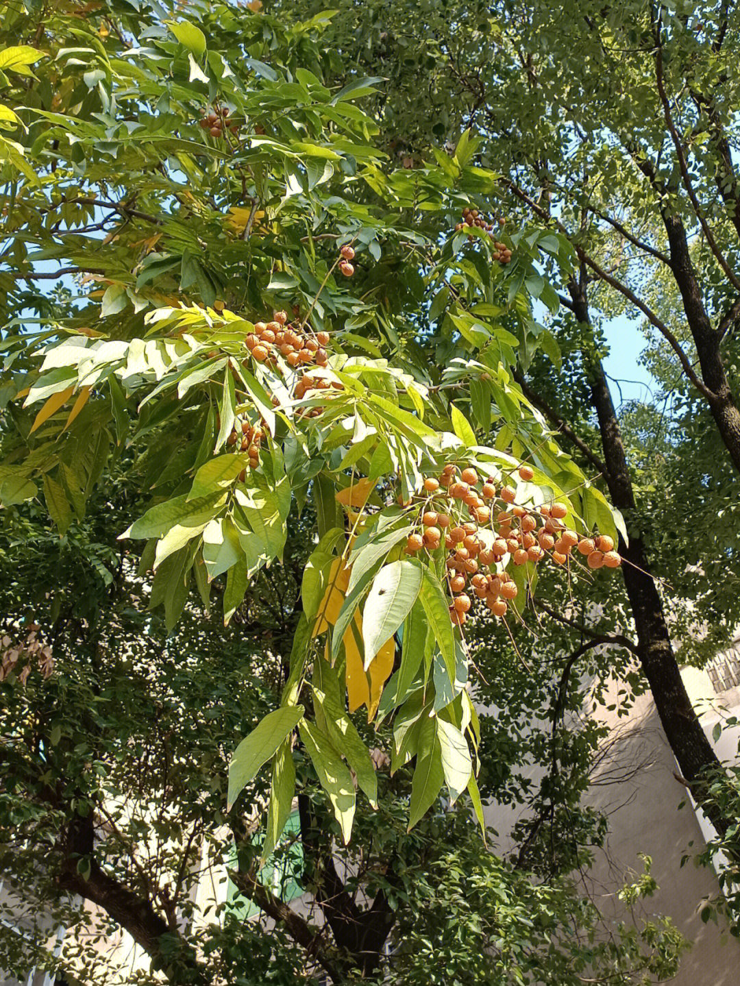 海南岛称苦患树,台湾又名黄目子,亦被称为油罗树,洗手果,肥皂果树