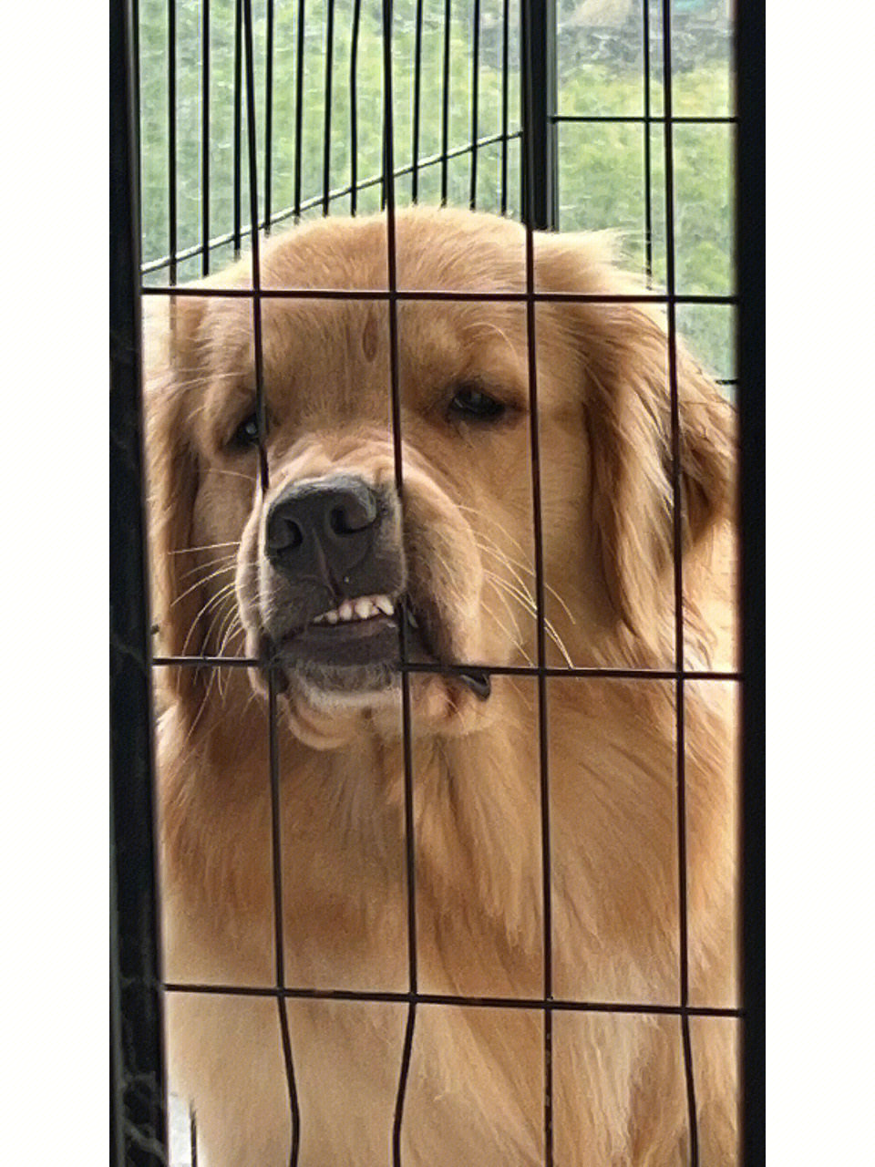 一个人牵着狗的表情包图片