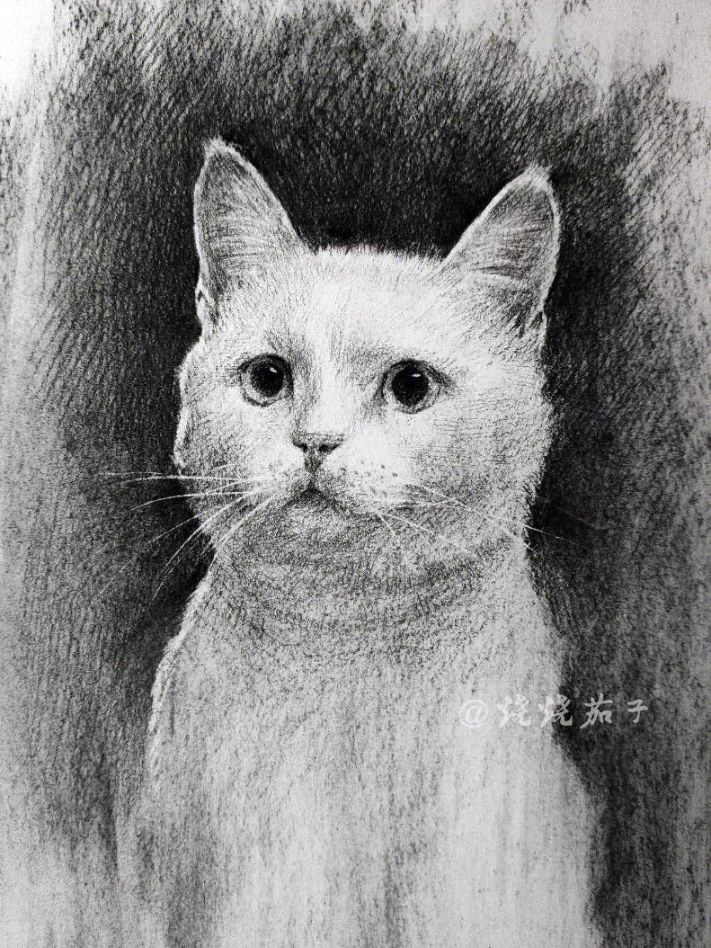 素描猫咪猫猫专业户不大聪明的样子