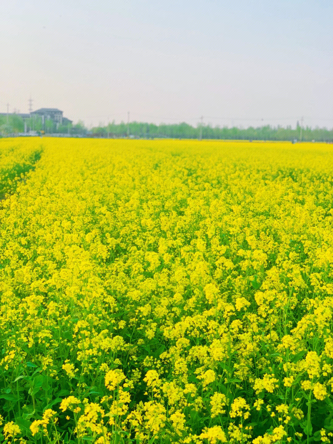 大兴油菜花海地址图片