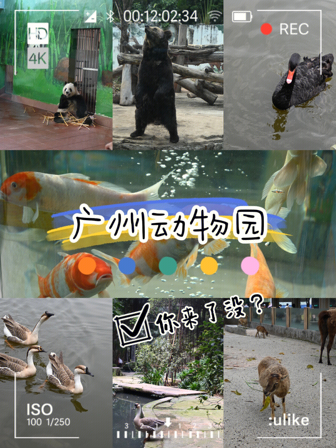 快乐的动物园简谱图片